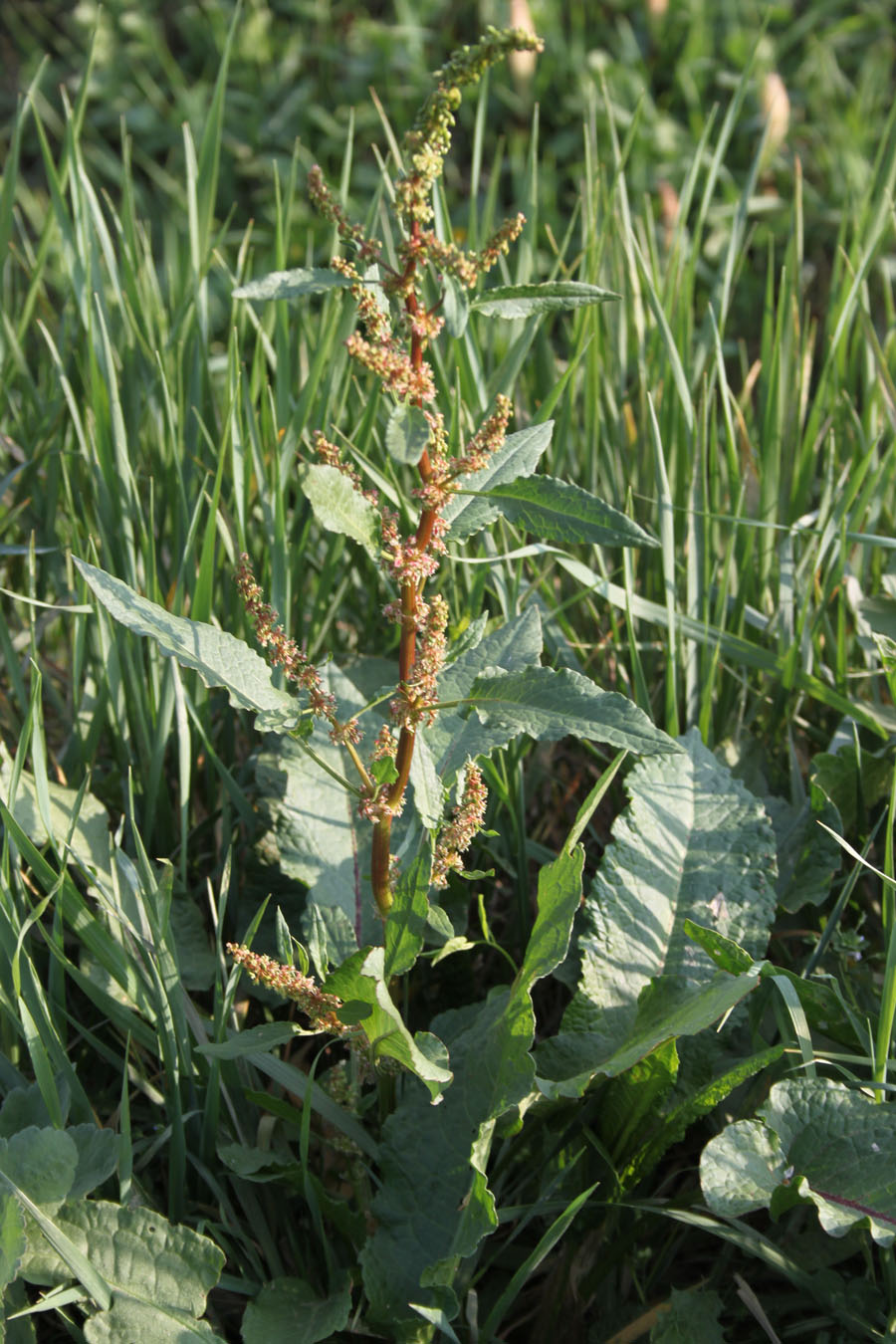 Rumex cfr. obtusifolius