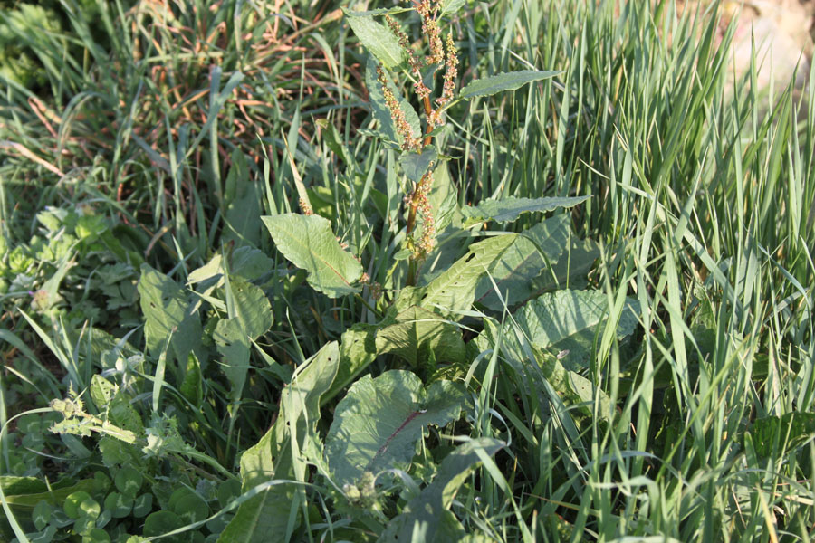 Rumex cfr. obtusifolius