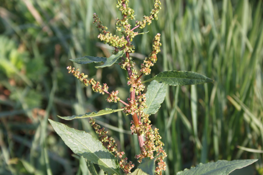 Rumex cfr. obtusifolius
