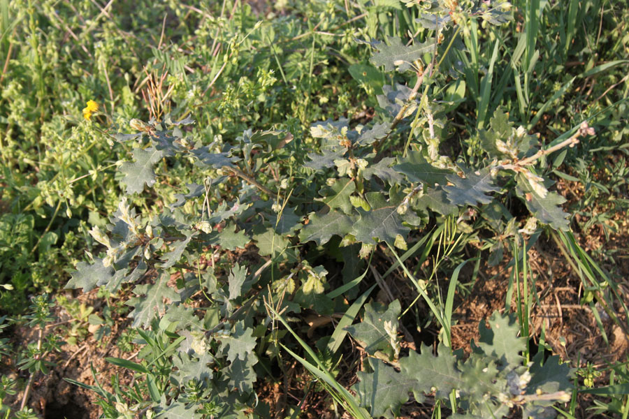 Quercus cfr. petreae