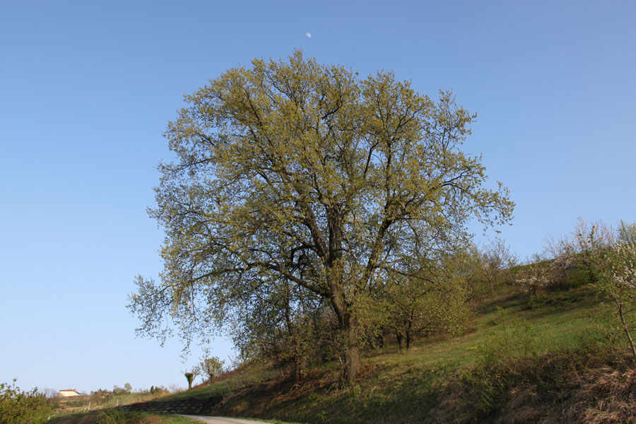 Quercus cfr. petreae