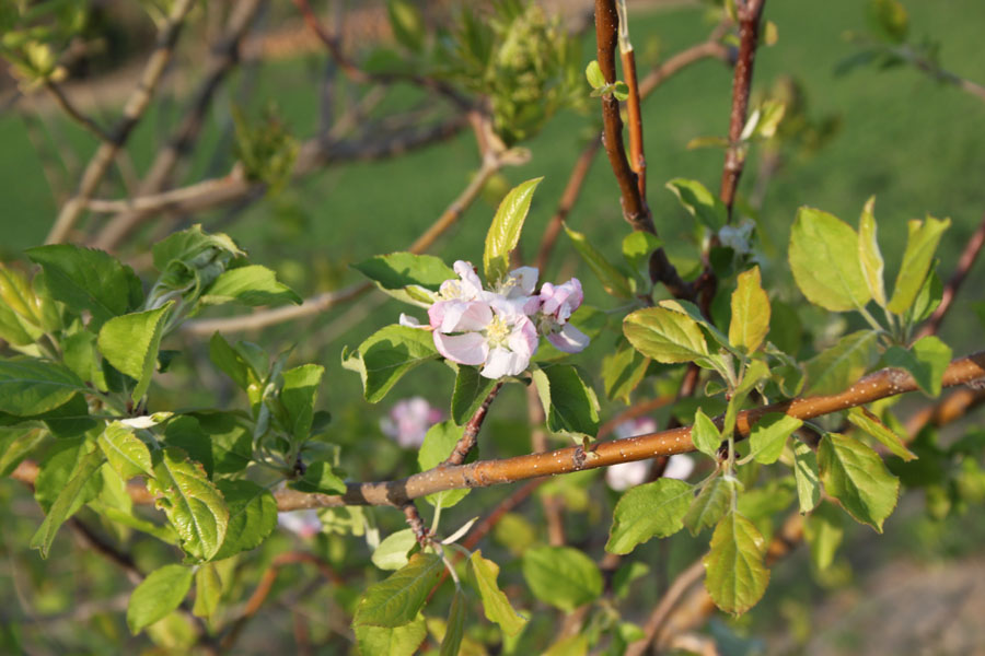 Malus domestica