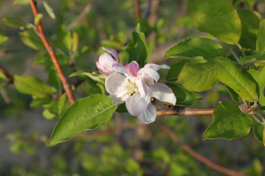 Malus domestica
