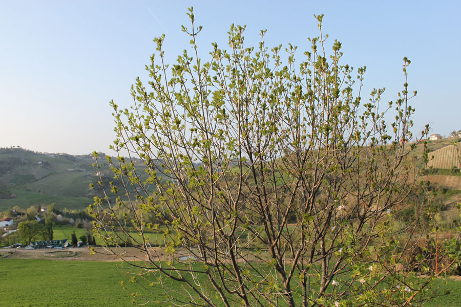 Fraxinus sp.