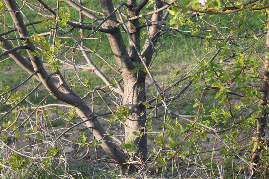Fraxinus sp.
