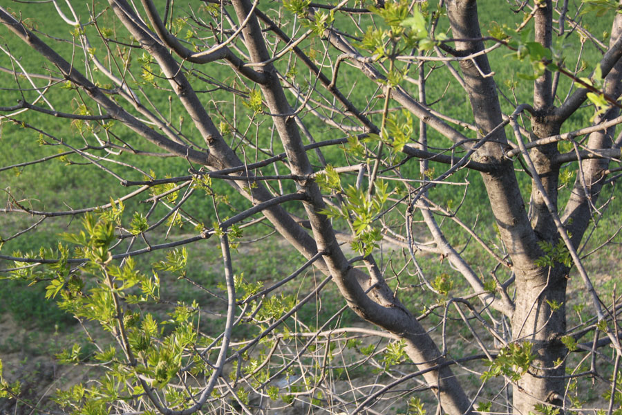 Fraxinus sp.