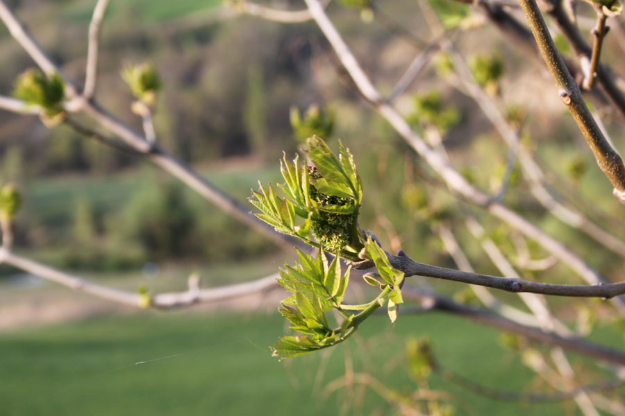 Fraxinus sp.