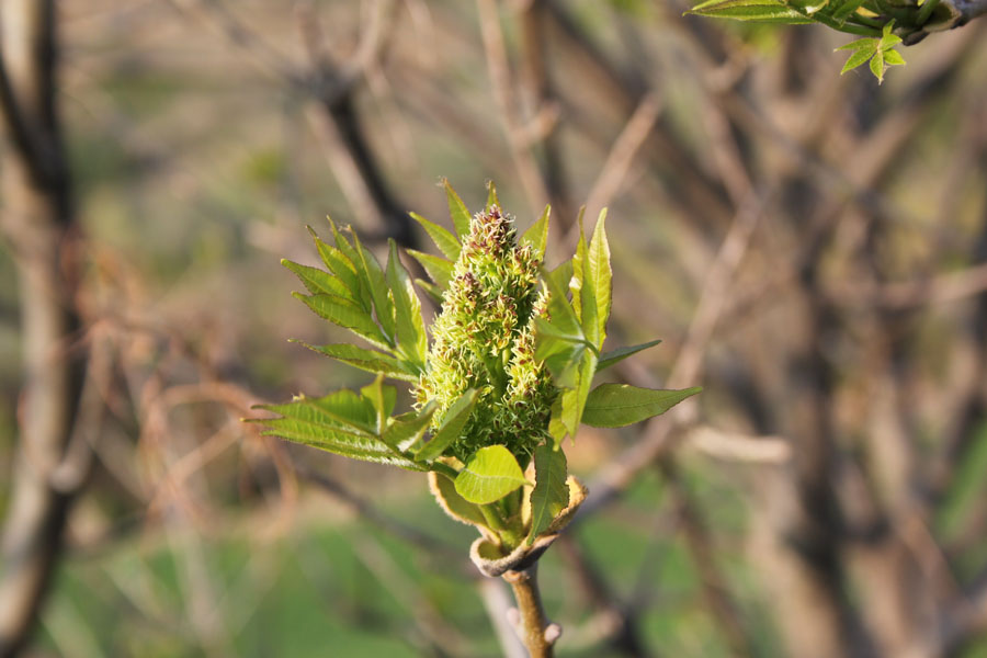 Fraxinus sp.