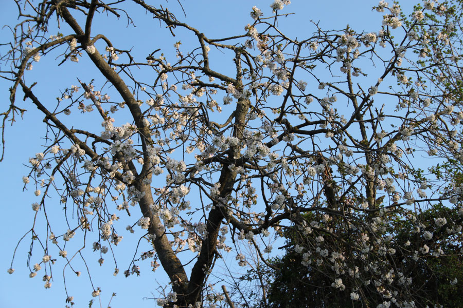 Prunus avium ?