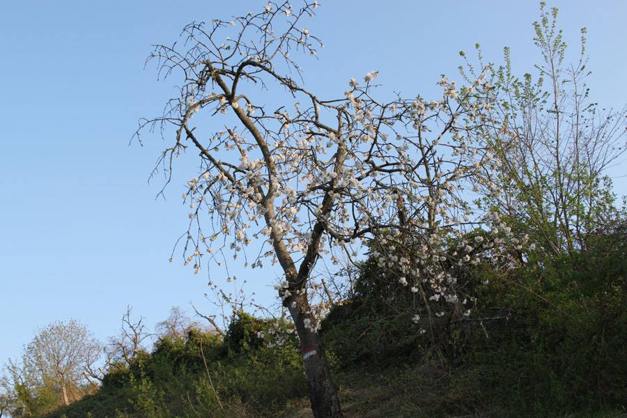 Prunus avium ?