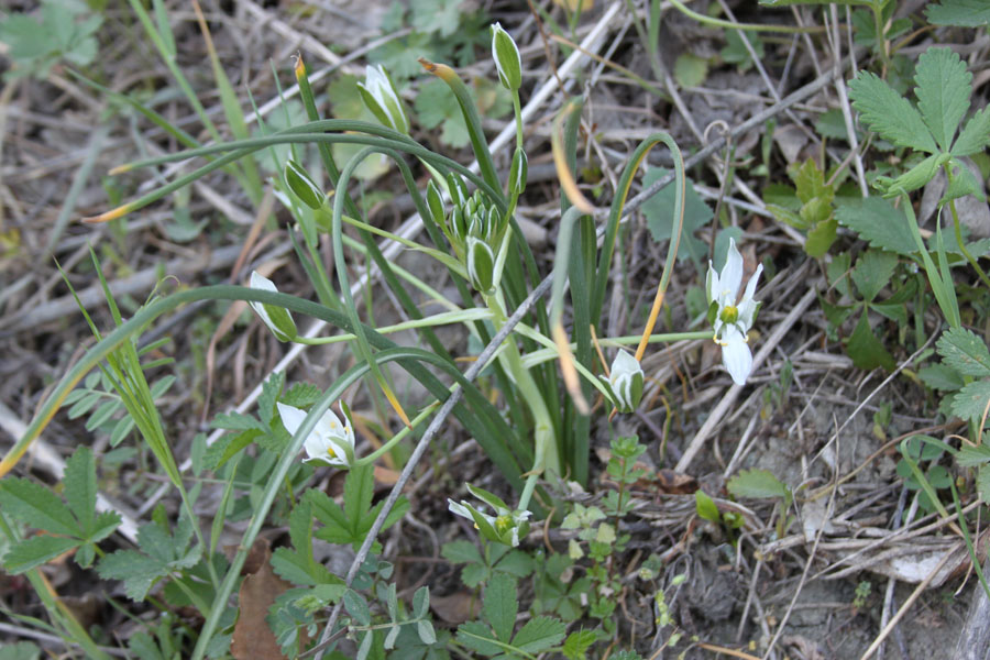 Ornithogallum cfr.divergens