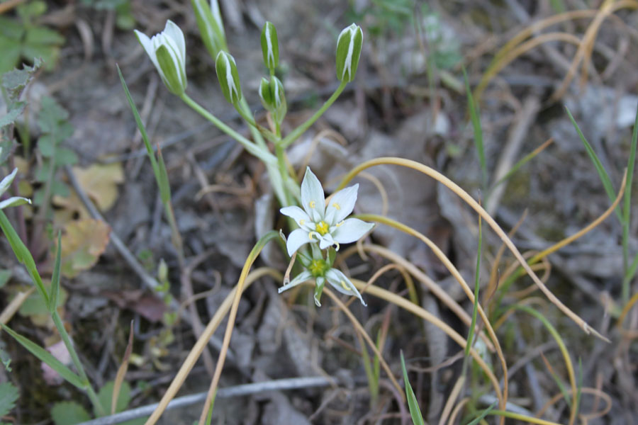 Ornithogallum cfr.divergens