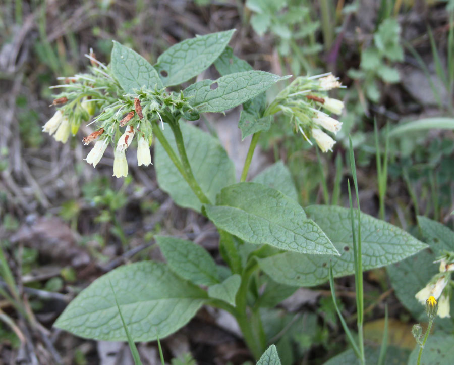 Symphytum tuberosum L. subsp. angustifolium (A. Kern.) Nyman