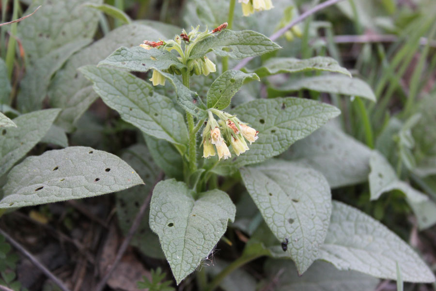 Symphytum tuberosum L. subsp. angustifolium (A. Kern.) Nyman