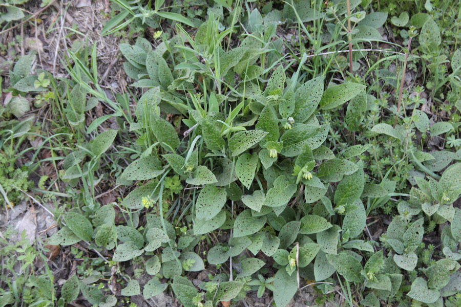 Symphytum tuberosum L. subsp. angustifolium (A. Kern.) Nyman