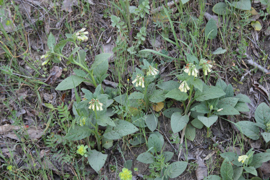Symphytum tuberosum L. subsp. angustifolium (A. Kern.) Nyman