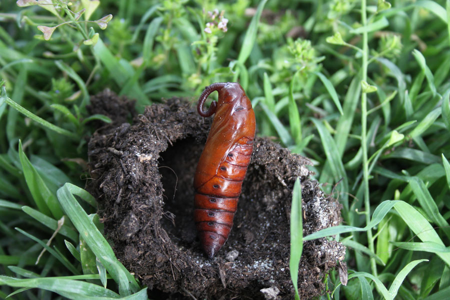 in attesa che sfarfalli