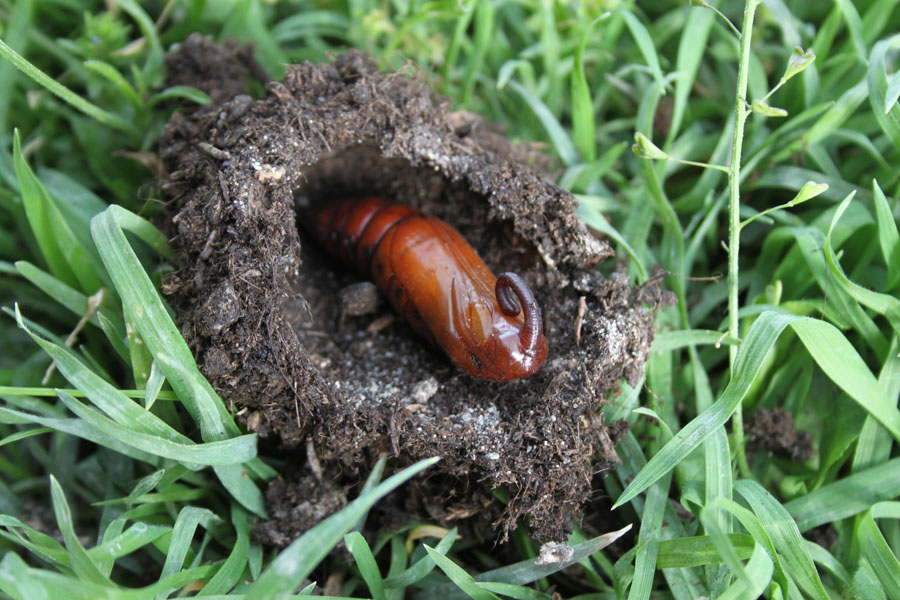 in attesa che sfarfalli