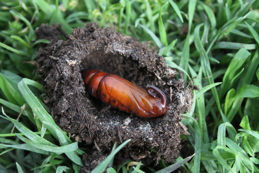 in attesa che sfarfalli