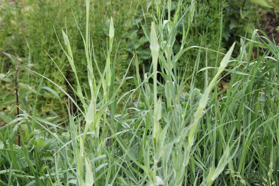 Tragopogon porrifolius / Barba di Becco violetta