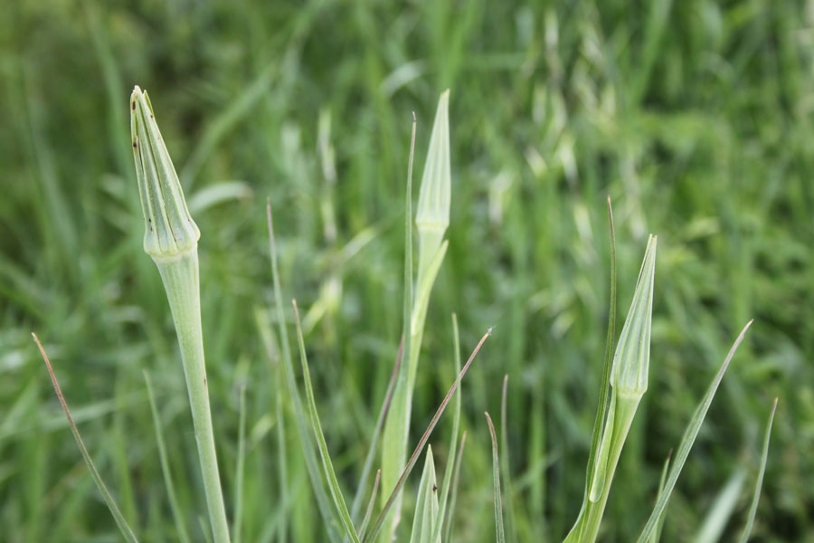 Tragopogon porrifolius / Barba di Becco violetta