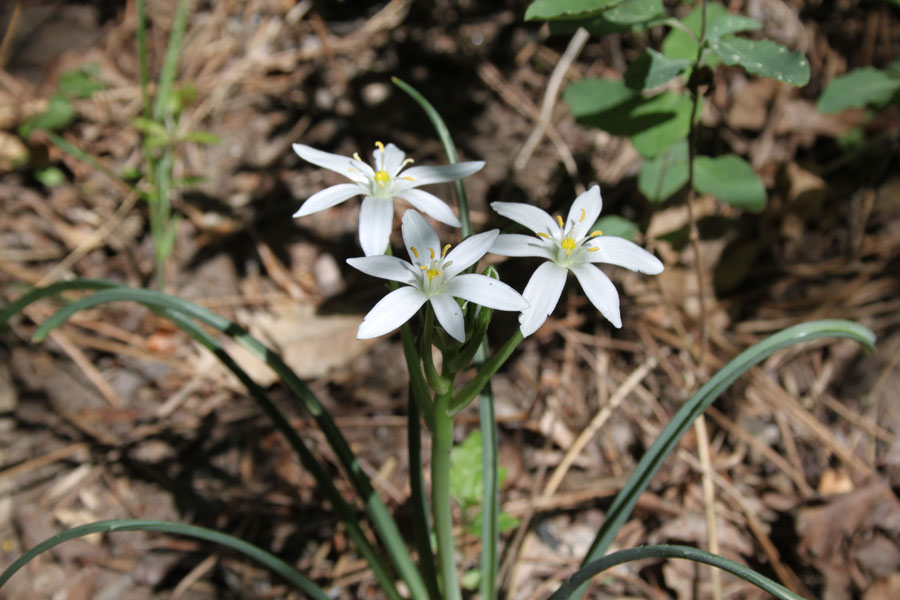 bosco misto 15 - Ornithogalum sp.
