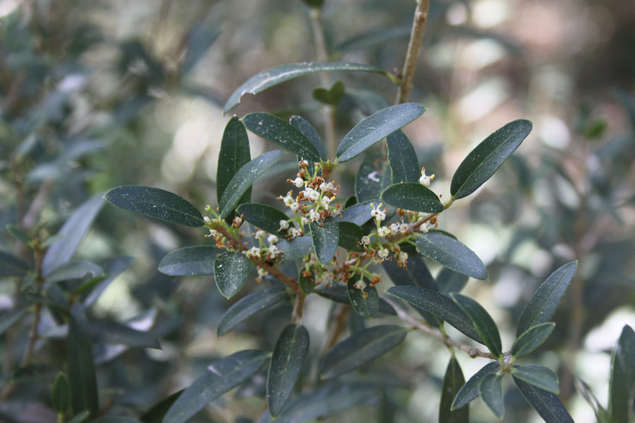 bosco misto  - Phillyrea angustifolia