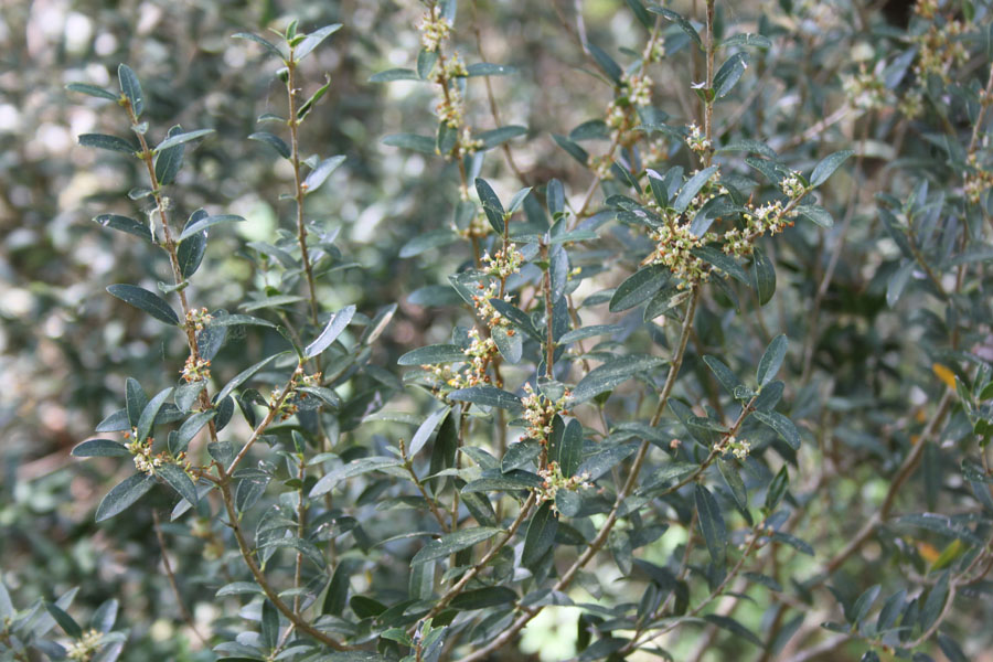 bosco misto  - Phillyrea angustifolia