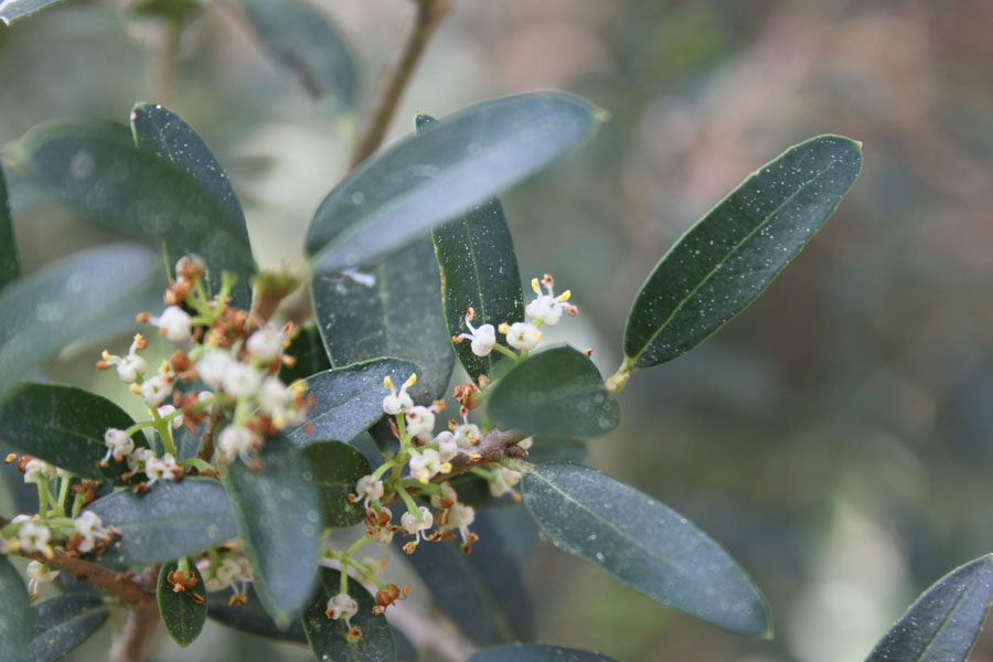 bosco misto  - Phillyrea angustifolia