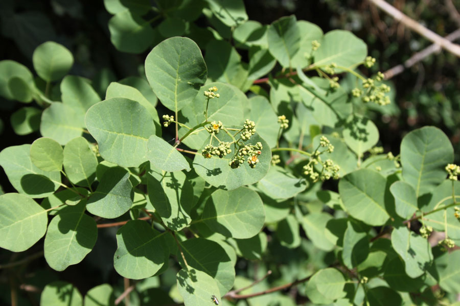 bosco misto  - Cotinus coggygria