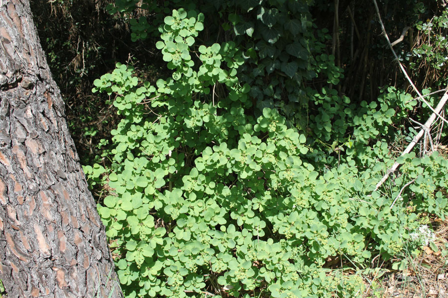 bosco misto  - Cotinus coggygria