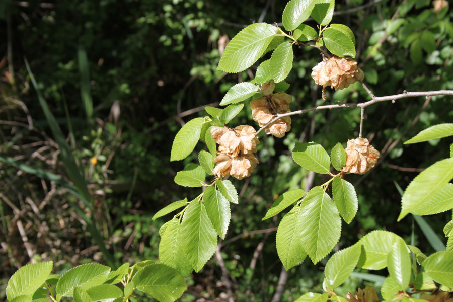 bosco misto 18 - Ulmus sp.