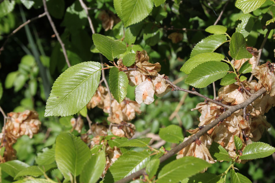 bosco misto 18 - Ulmus sp.