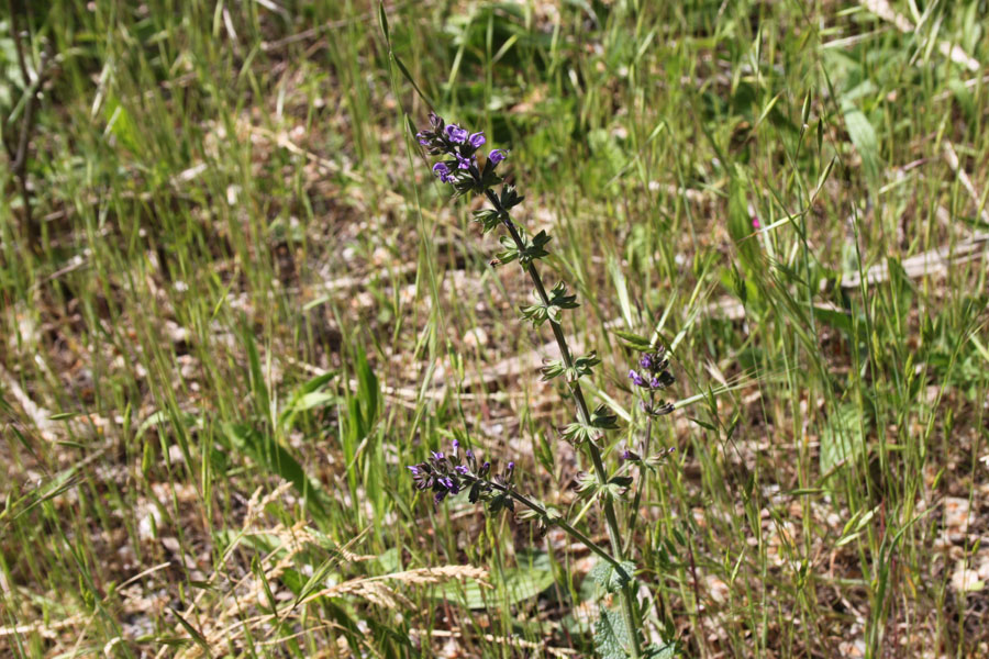 bosco misto 20 - Salvia verbenaca