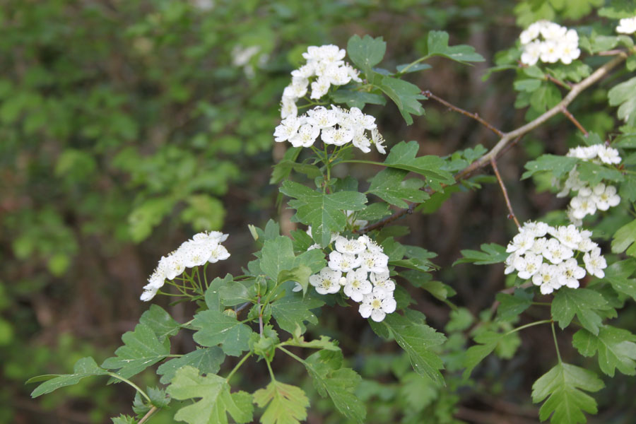 bosco misto - Crataegus monogyna