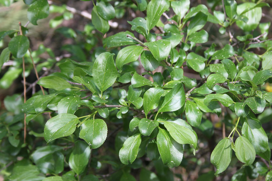 bosco misto  - Rhamnus cathartica e Berberis vulgaris