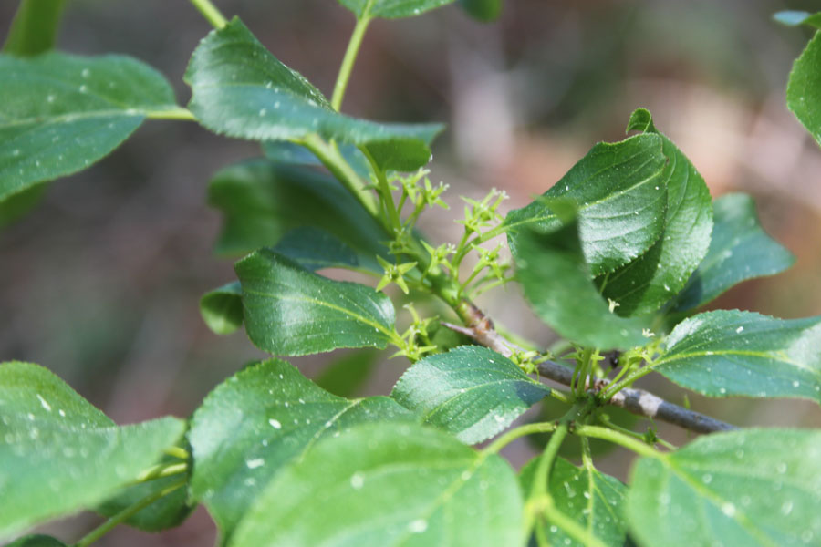 bosco misto  - Rhamnus cathartica e Berberis vulgaris