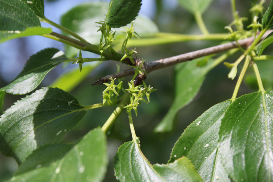 bosco misto  - Rhamnus cathartica e Berberis vulgaris