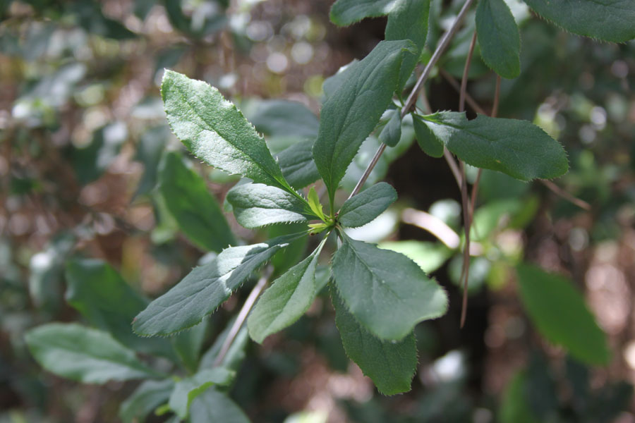 bosco misto  - Rhamnus cathartica e Berberis vulgaris