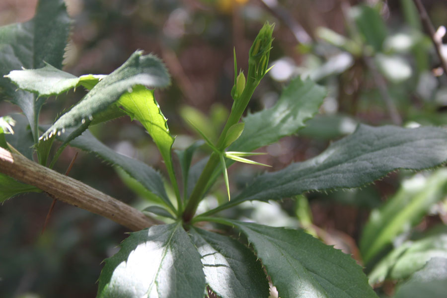 bosco misto  - Rhamnus cathartica e Berberis vulgaris