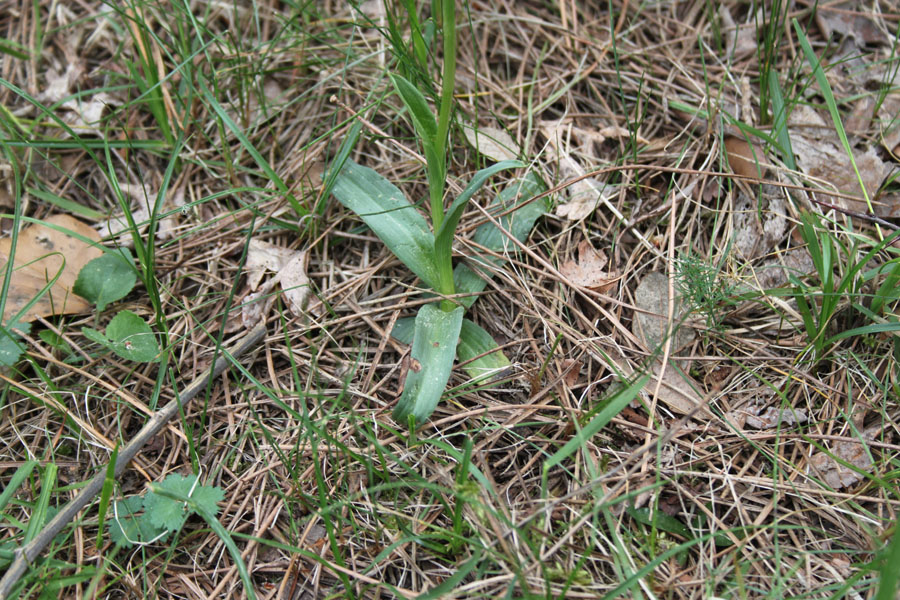 bosco misto  - Neotinea tridentata