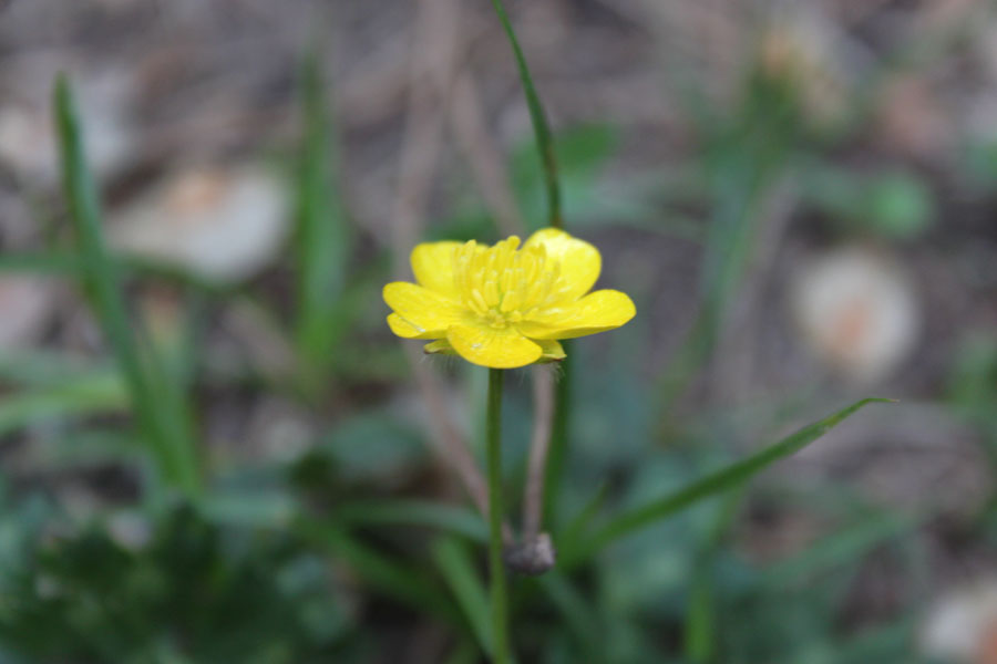 bosco misto 10 - Ranunculus sp