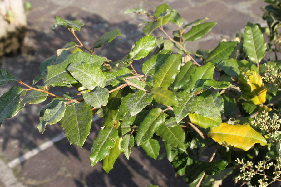 Elaeagnus pungens / Olivagno pungente