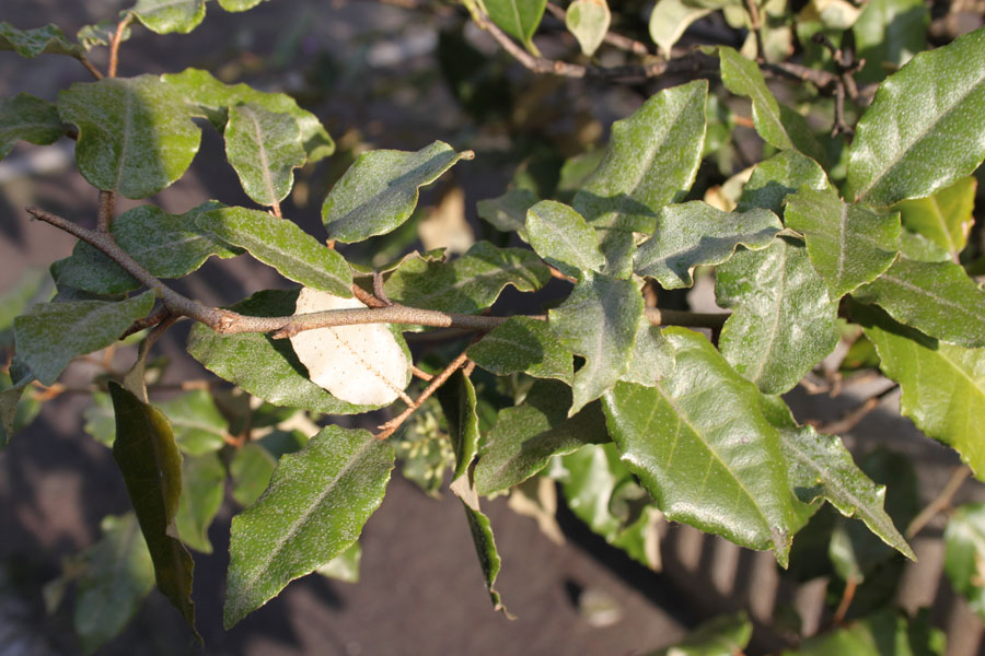 Elaeagnus pungens / Olivagno pungente