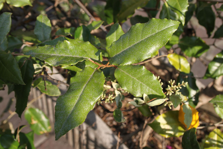 Elaeagnus pungens / Olivagno pungente