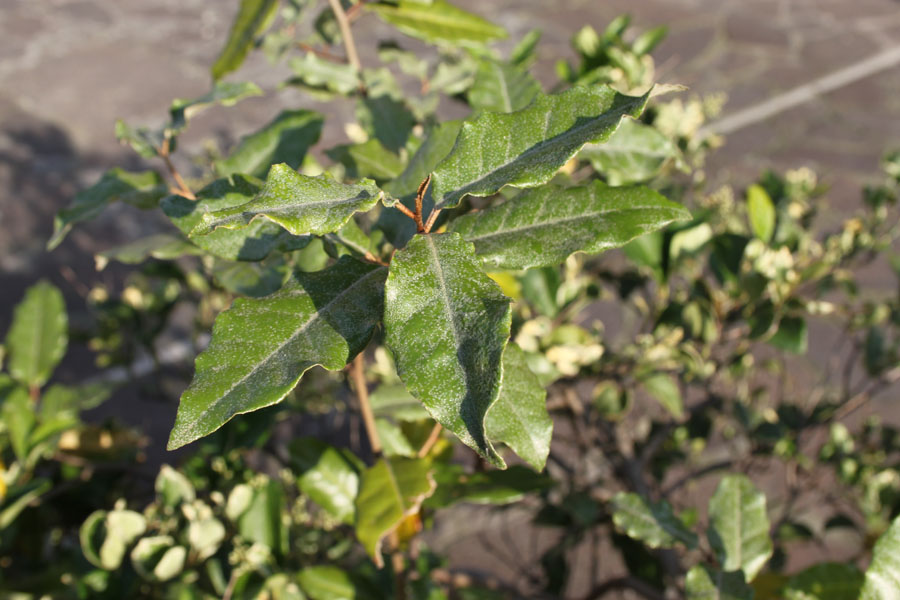 Elaeagnus pungens / Olivagno pungente