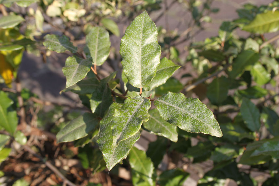 Elaeagnus pungens / Olivagno pungente