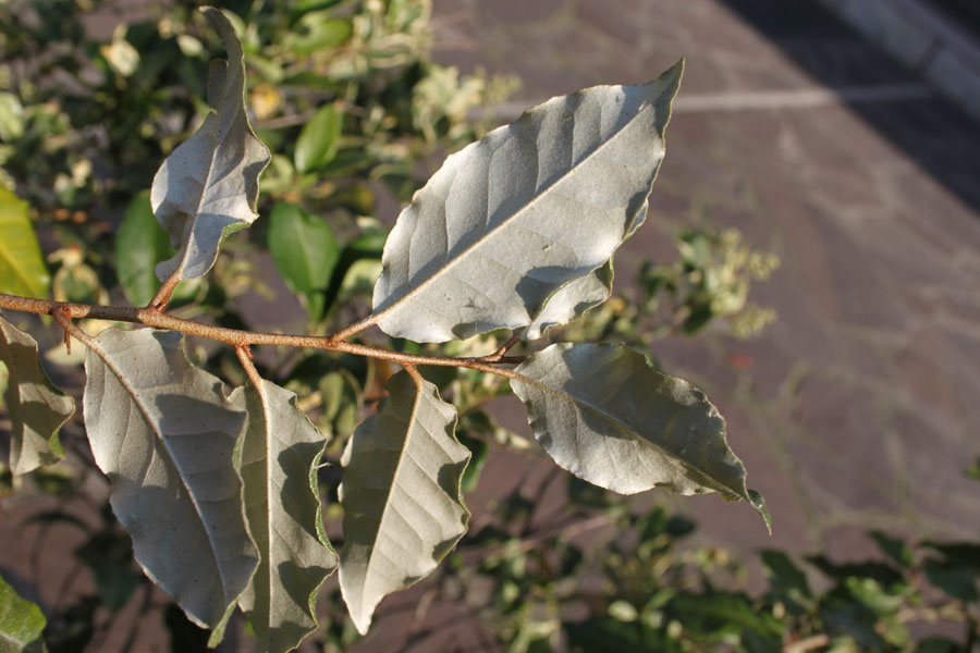 Elaeagnus pungens / Olivagno pungente