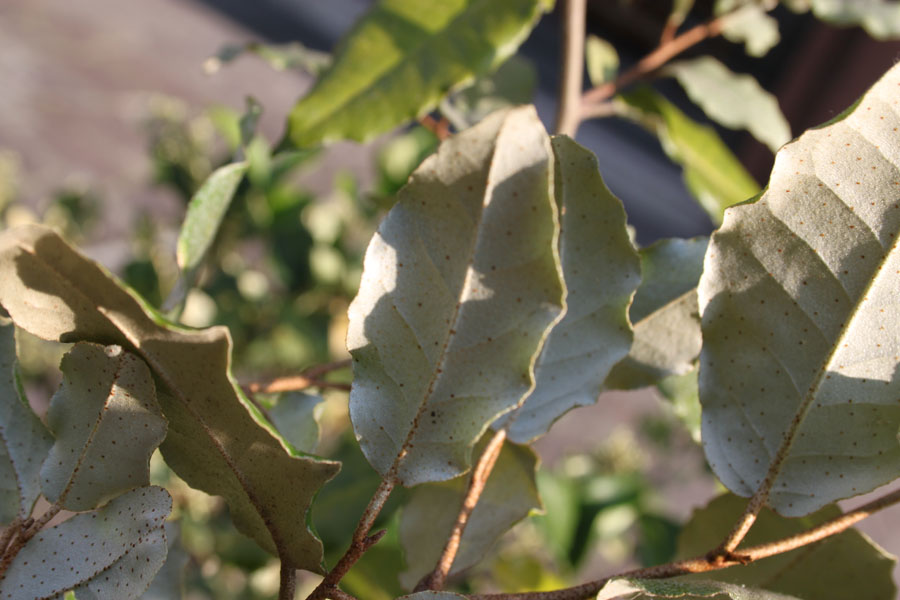 Elaeagnus pungens / Olivagno pungente