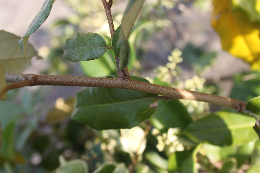 Elaeagnus pungens / Olivagno pungente
